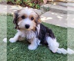Small Yorkipoo