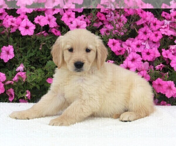 Medium Photo #2 Golden Retriever Puppy For Sale in FREDERICKSBURG, OH, USA