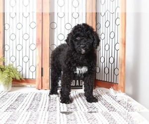 Poodle (Standard)-Portuguese Water Dog Mix Puppy for sale in NAPLES, FL, USA