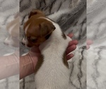 Small #8 Jack Russell Terrier