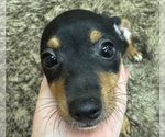 Small #3 Rat Terrier