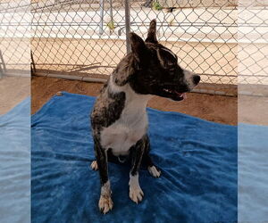 Ferb - Male Mutt Dog for Adoption - Photo #7
