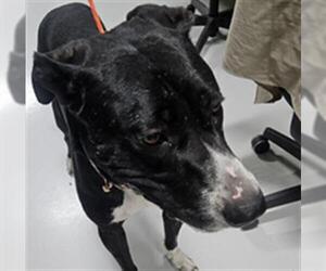 American Pit Bull Terrier-Unknown Mix Dogs for adoption in Temple, TX, USA
