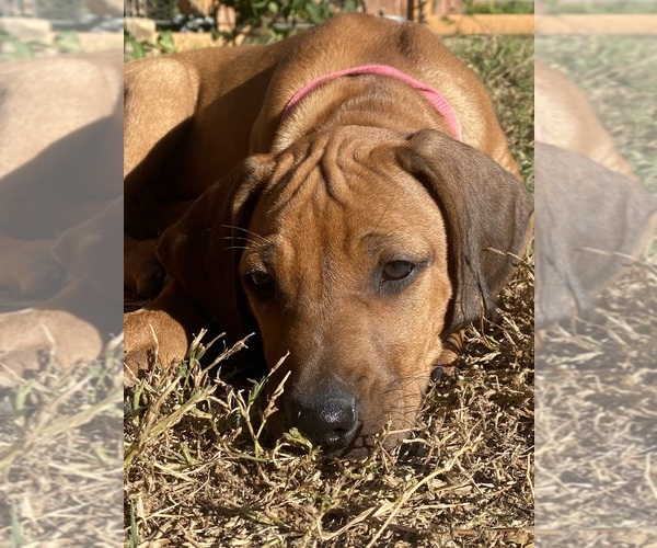 Medium Photo #32 Rhodesian Ridgeback Puppy For Sale in KELLER, TX, USA