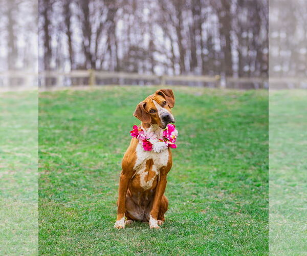 Medium Photo #2 Coonhound-Unknown Mix Puppy For Sale in Unionville, PA, USA