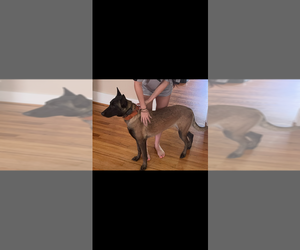 Mother of the Belgian Malinois puppies born on 06/12/2026