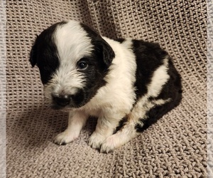 Texas Heeler Puppy for sale in UTICA, NY, USA