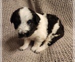 Small Texas Heeler