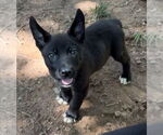 Small #6 Labrador Retriever Mix