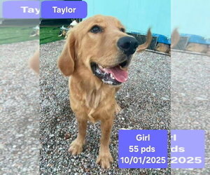 Taylor - Female Golden Retriever Dog for Adoption - Photo #3