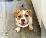 Puppy Bella American Bully