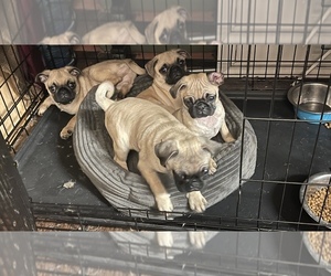 Pug Puppy for sale in ROHNERT PARK, CA, USA