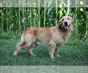 Father of the Golden Retriever puppies born on 08/14/2025