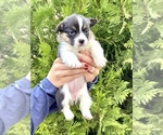 Small Photo #34 Pembroke Welsh Corgi Puppy For Sale in SOULSBYVILLE, CA, USA