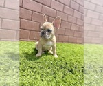 Small Photo #103 French Bulldog Puppy For Sale in CHICAGO, IL, USA