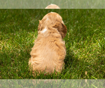Small #3 Cocker Spaniel