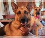 Small #5 German Shepherd Dog