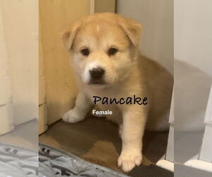 Pyrenees Husky Dogs for adoption in Bellevue, WA, USA