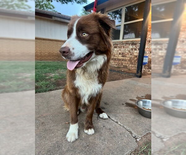 Medium Photo #2 Australian Shepherd Puppy For Sale in Dallas, TX, USA