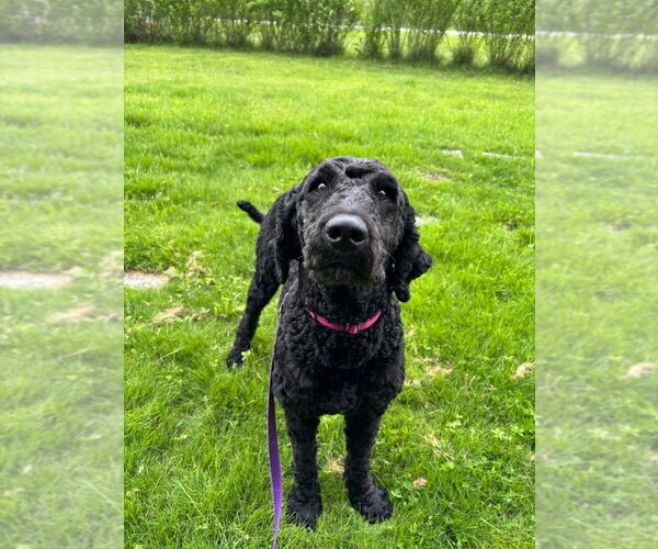 Medium Photo #3 Labrador Retriever-Unknown Mix Puppy For Sale in Muskegon, MI, USA