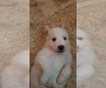 Small Photo #17 Golden Pyrenees-Great Pyrenees Mix Puppy For Sale in RAVENNA, MI, USA
