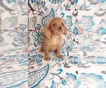 Small Photo #2 Cavalier King Charles Spaniel Puppy For Sale in ELKTON, KY, USA