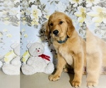 Small Photo #6 Golden Retriever Puppy For Sale in AMITY, AR, USA