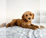 Small #5 Goldendoodle (Miniature)