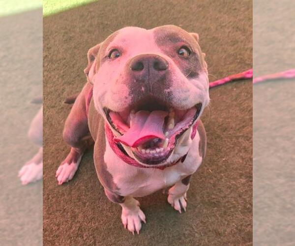 Medium Photo #2 American Pit Bull Terrier Puppy For Sale in Sacramento, CA, USA