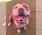 Small #1 American Pit Bull Terrier