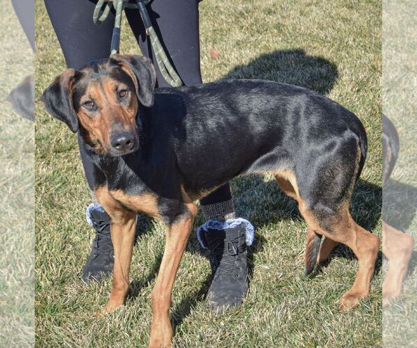 Medium Photo #2 Doberman Pinscher-German Shepherd Dog Mix Puppy For Sale in Huntley, IL, USA