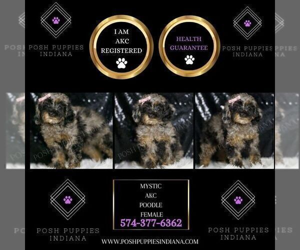 Medium Photo #79 Poodle (Miniature) Puppy For Sale in WARSAW, IN, USA