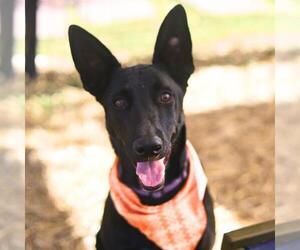 German Shepherd Dog Dogs for adoption in San Antonio, TX, USA