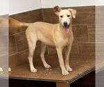 Small #1 Golden Retriever Mix