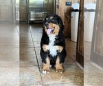 Small Photo #3 Bernedoodle Puppy For Sale in MINEOLA, TX, USA