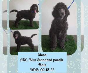 Poodle (Standard) Puppy for sale in DEFUNIAK SPGS, FL, USA
