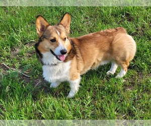 Pembroke Welsh Corgi Dog for Adoption in BURTRUM, Minnesota USA