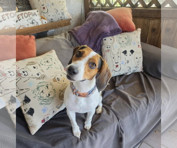 Medium Photo #2 Beagle Puppy For Sale in Las Vegas, NV, USA