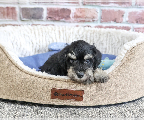 Medium Photo #2 Schnauzer (Miniature) Puppy For Sale in SYRACUSE, IN, USA