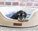 Small #1 Schnauzer (Miniature)