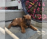Small Photo #20 Irish Terrier Puppy For Sale in WATERLOO, NY, USA