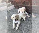 Small Photo #1 Labrador Retriever Puppy For Sale in MENTONE, CA, USA