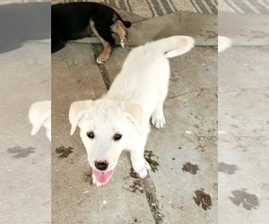Labrador Retriever-Newfoundland Mix Puppy for sale in CO SPGS, CO, USA