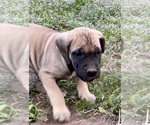 Puppy Bear Daniff