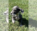 Small Photo #5 Great Dane Puppy For Sale in WINSTON-SALEM, NC, USA