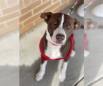 Small #26 Collie Mix