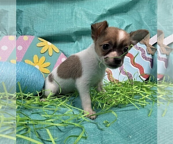 Medium Photo #2 Chihuahua Puppy For Sale in LONG BEACH, CA, USA