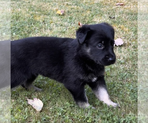 Medium Photo #1 German Shepherd Dog Puppy For Sale in VOLANT, PA, USA