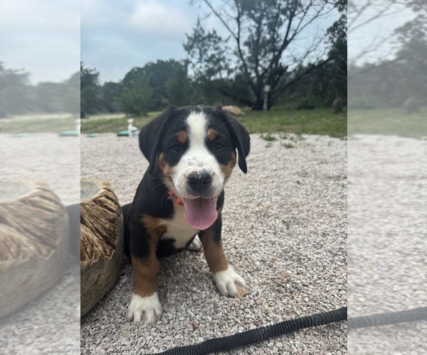 Medium Photo #8 Greater Swiss Mountain Dog Puppy For Sale in TAOS, NM, USA
