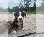 Small #7 Greater Swiss Mountain Dog